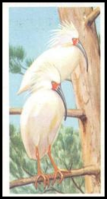 27 Japanese Crested Ibis
